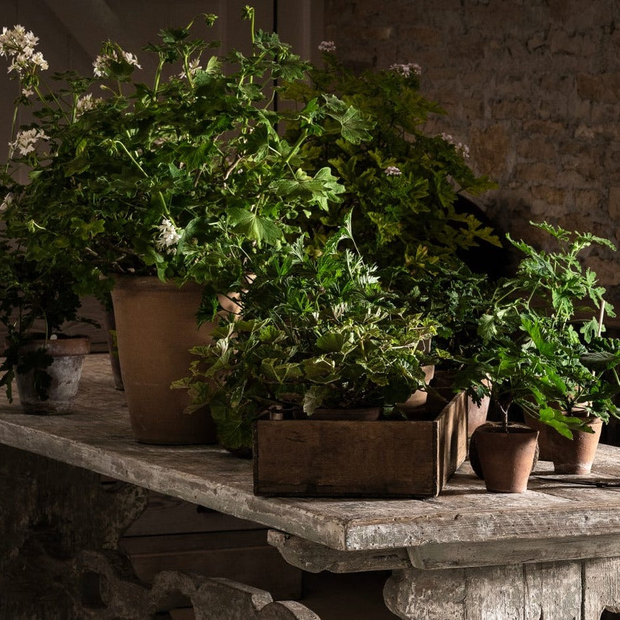 Our Signature Scent — Geranium